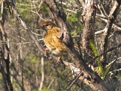 Poodytes punctatus punctatus