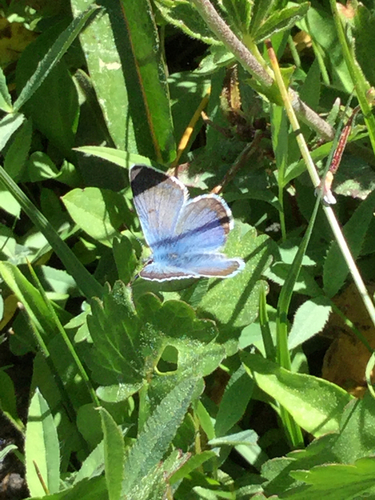 iNaturalist observation photo of Plebejus