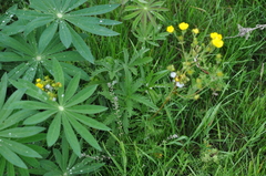 Potentilla gracilis