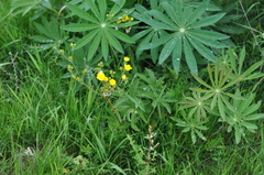 Potentilla gracilis