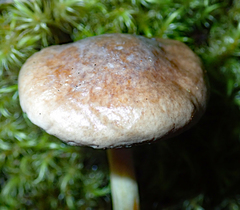 Fistulinella viscida