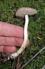 Fistulinella viscida