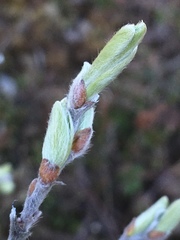 Salix glauca