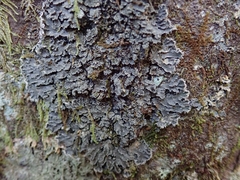 Leioderma duplicatum