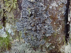 Leioderma duplicatum