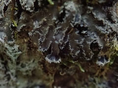 Leioderma duplicatum