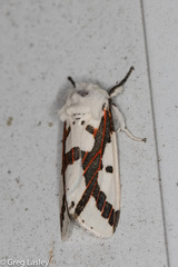 Euerythra phasma