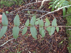 Metrosideros parkinsonii