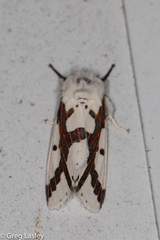 Euerythra phasma