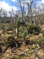 Salix phylicifolia