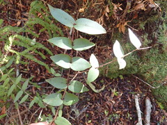 Metrosideros parkinsonii