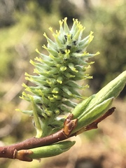 Salix phylicifolia