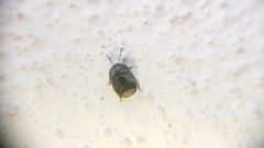 Legnotus limbosus