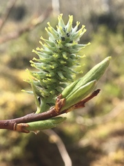 Salix phylicifolia