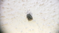 Legnotus limbosus