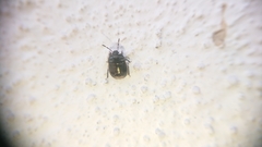 Legnotus limbosus