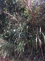 Andropogon gayanus