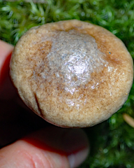 Fistulinella viscida