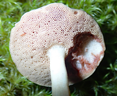 Fistulinella viscida