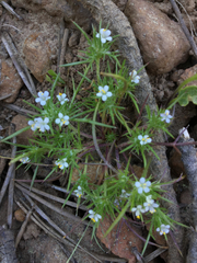 Navarretia intertexta