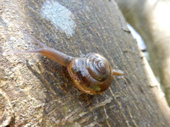 Macrochlamys hippocastaneum