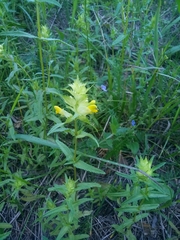 Rhinanthus serotinus aestivalis