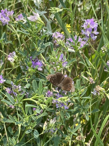 Common Sootywing