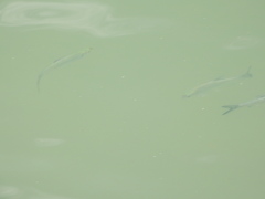 Hemiculter leucisculus