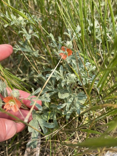 Scarlet Globemallow