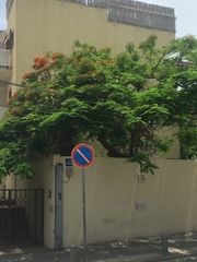 Delonix regia