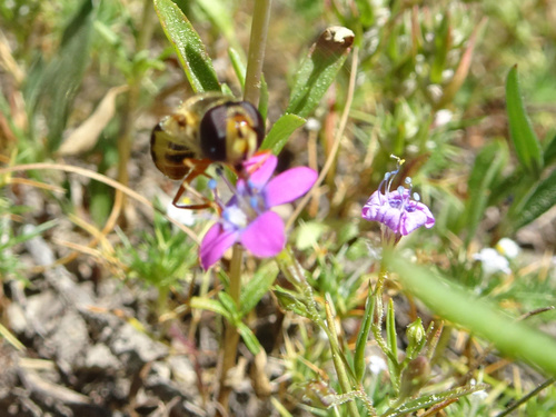 iNaturalist observation photo of Hover Flies