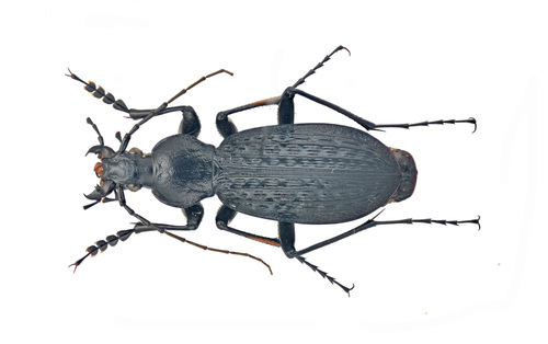 Carabus cavazzutiellus