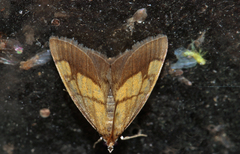 Evergestis limbata