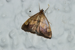 Evergestis limbata