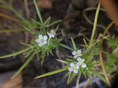 Navarretia intertexta