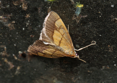 Evergestis limbata