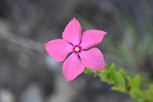 Catharanthus ovalis