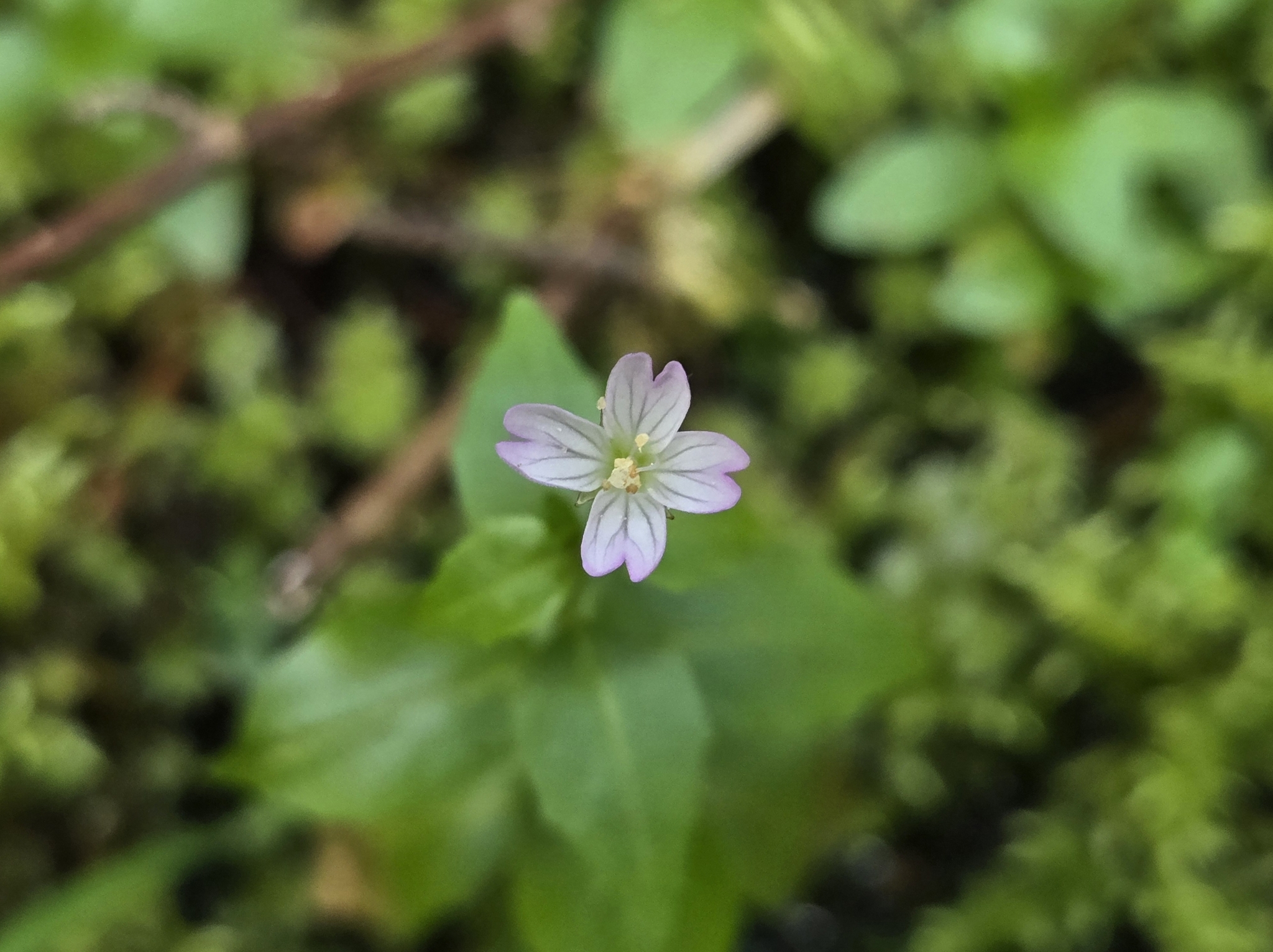 Imagem de Não há um nome popular amplamente reconhecido para "Epilobium hornemannii" no Brasil