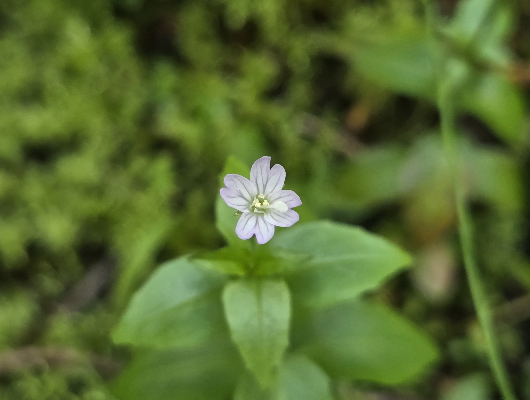 Imagem de Não há um nome popular amplamente reconhecido para "Epilobium hornemannii" no Brasil