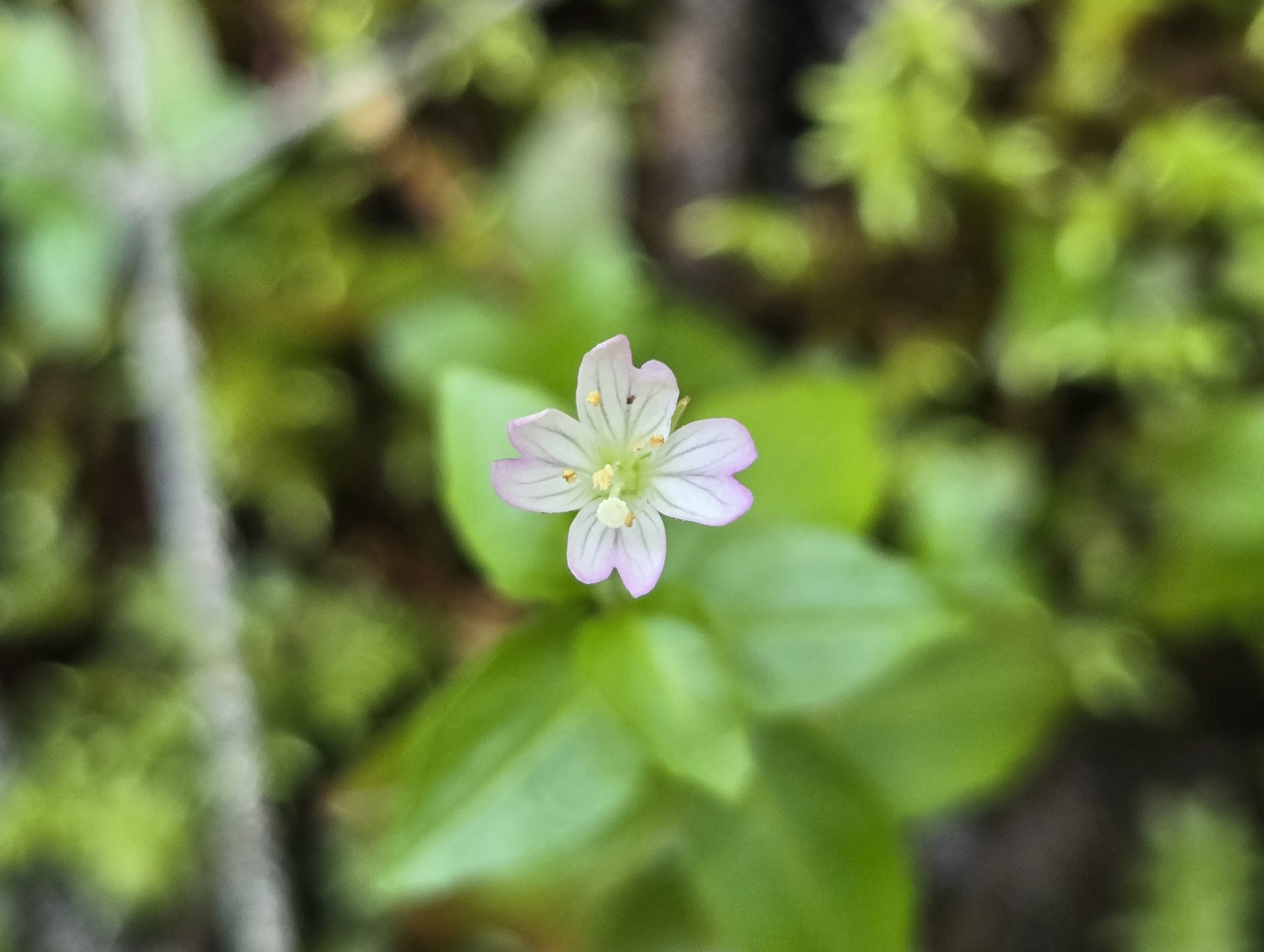 Imagem de Não há um nome popular amplamente reconhecido para "Epilobium hornemannii" no Brasil