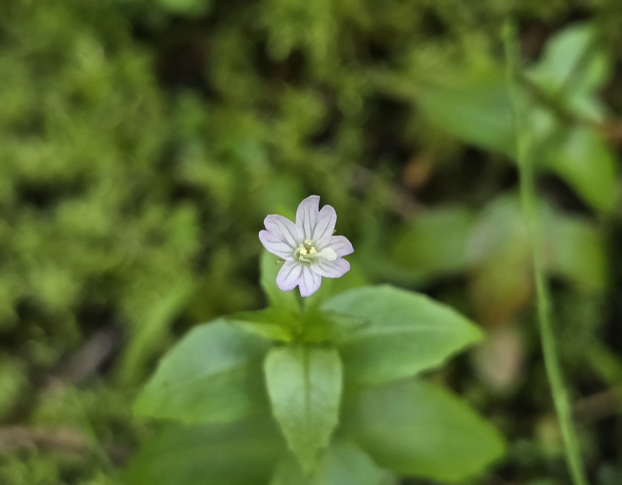 Imagem de Não há um nome popular amplamente reconhecido para "Epilobium hornemannii" no Brasil