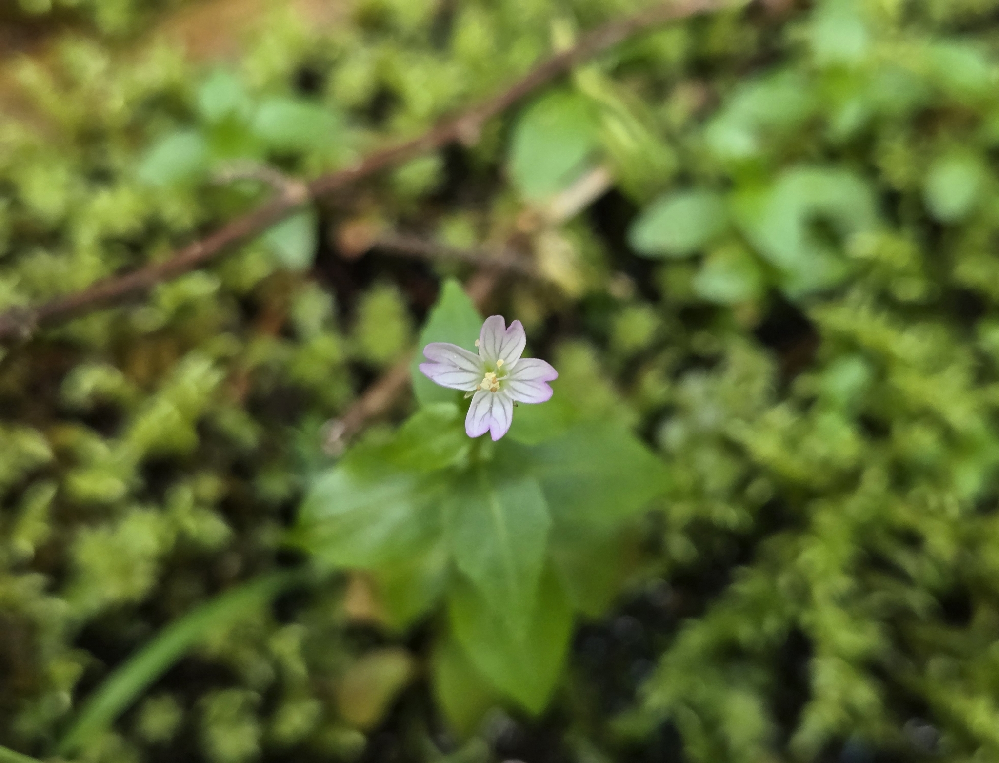 Imagem de Não há um nome popular amplamente reconhecido para "Epilobium hornemannii" no Brasil