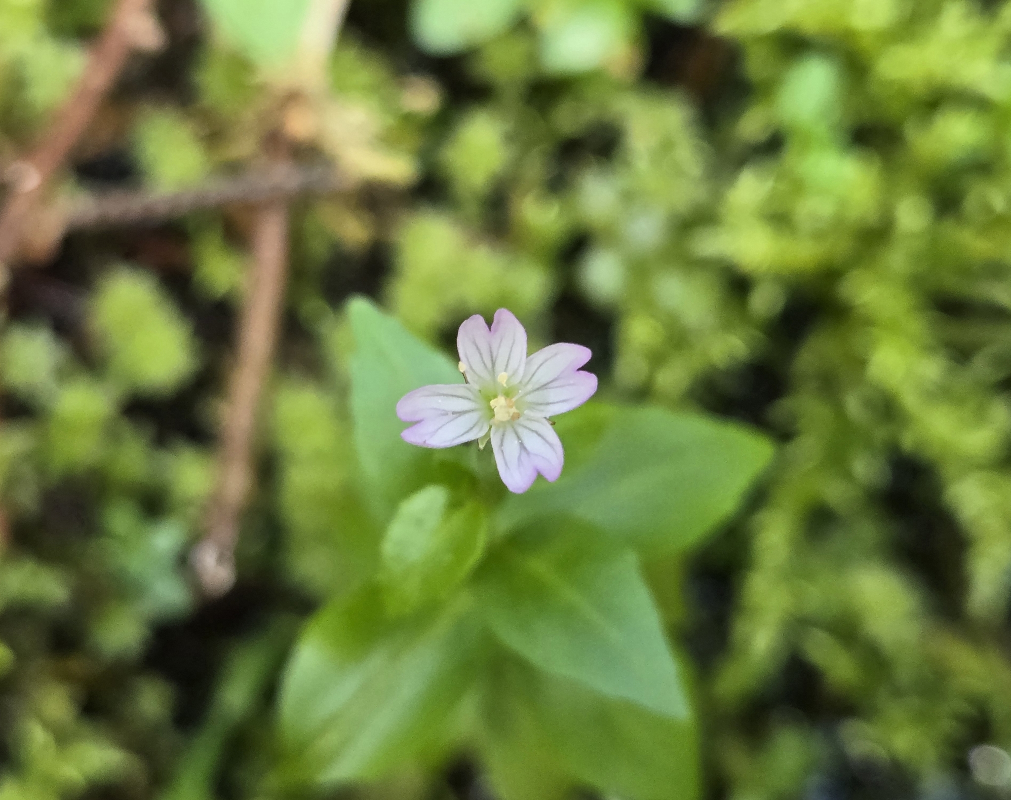 Imagem de Não há um nome popular amplamente reconhecido para "Epilobium hornemannii" no Brasil