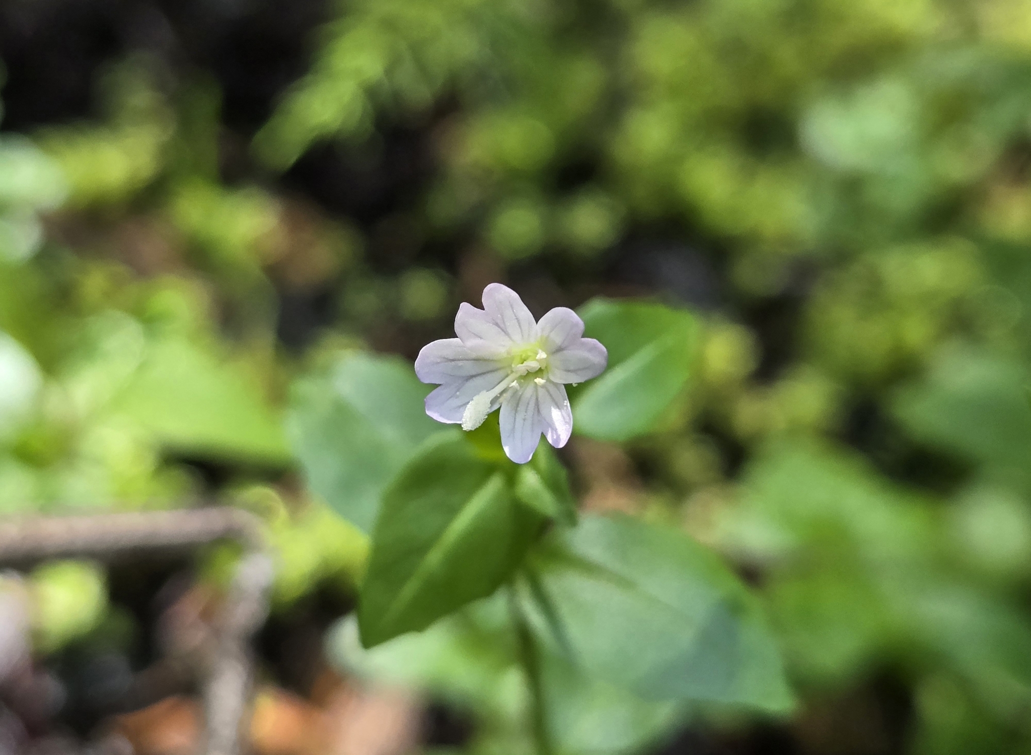 Imagem de Não há um nome popular amplamente reconhecido para "Epilobium hornemannii" no Brasil