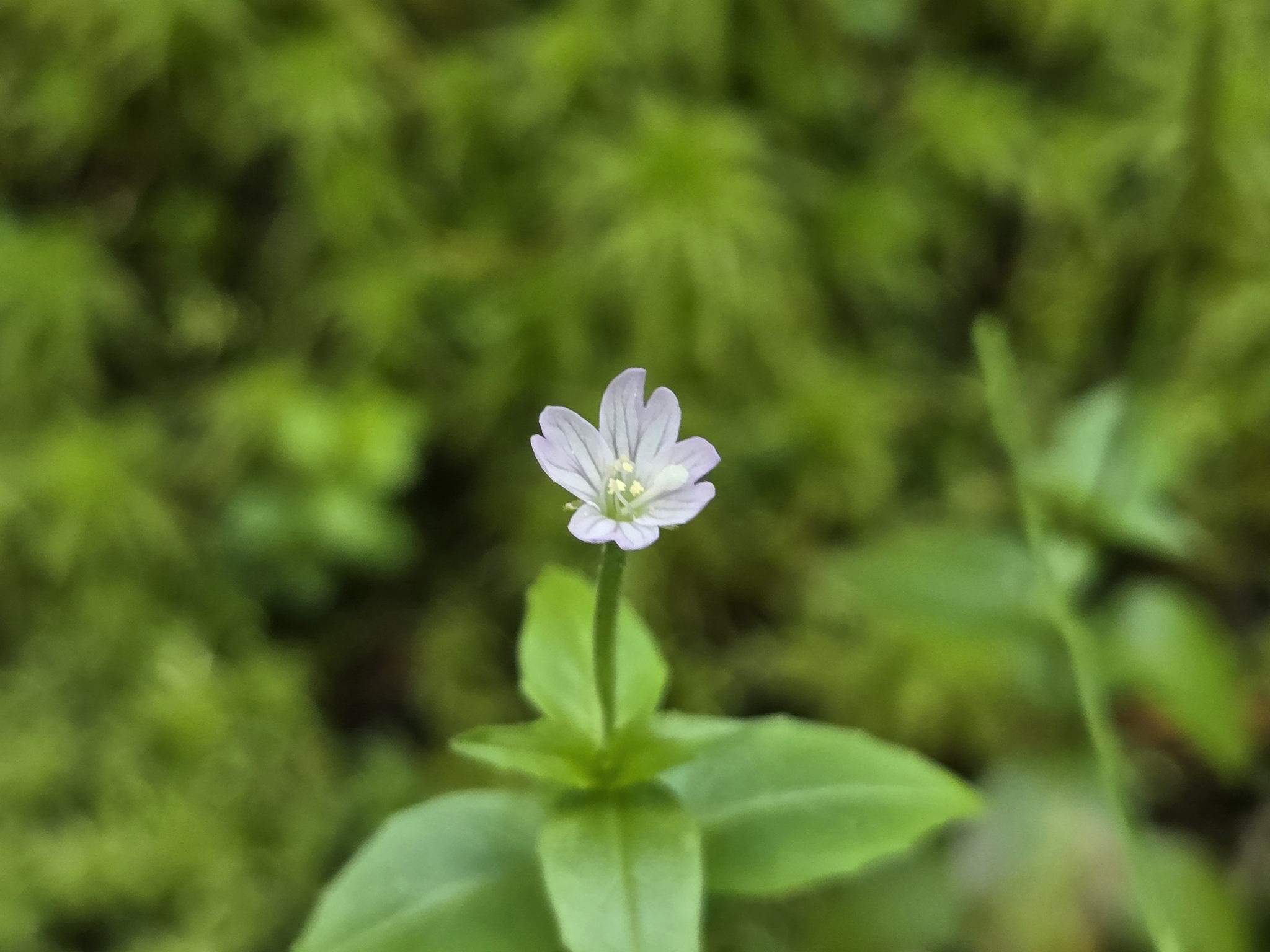 Imagem de Não há um nome popular amplamente reconhecido para "Epilobium hornemannii" no Brasil