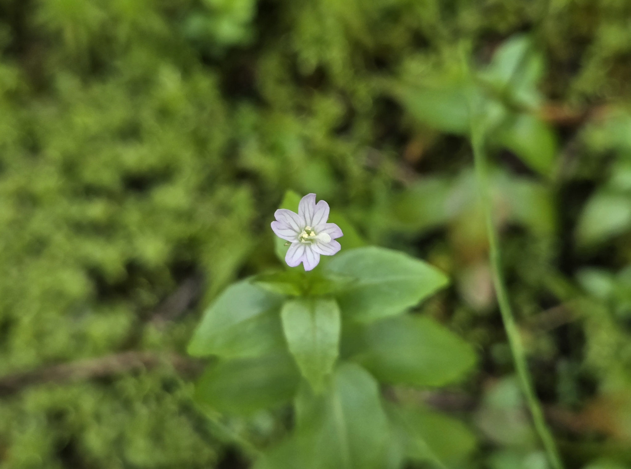 Imagem de Não há um nome popular amplamente reconhecido para "Epilobium hornemannii" no Brasil