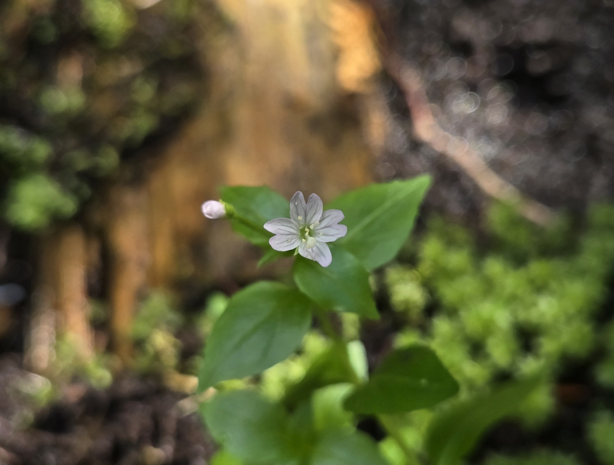 Imagem de Não há um nome popular amplamente reconhecido para "Epilobium hornemannii" no Brasil