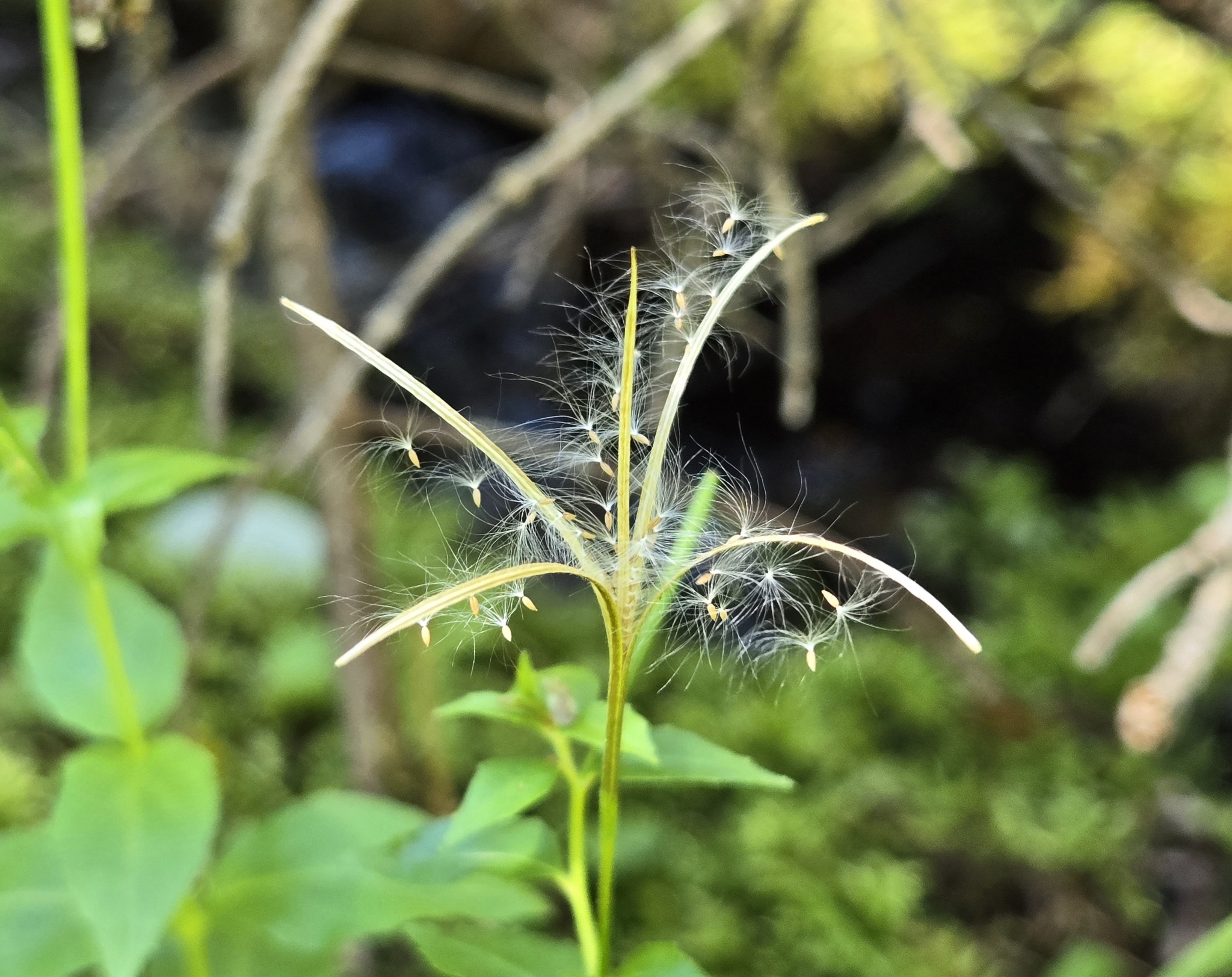 Imagem de Não há um nome popular amplamente reconhecido para "Epilobium hornemannii" no Brasil