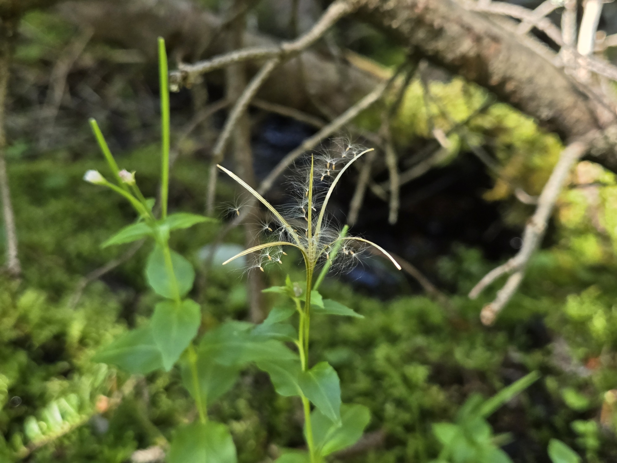 Imagem de Não há um nome popular amplamente reconhecido para "Epilobium hornemannii" no Brasil