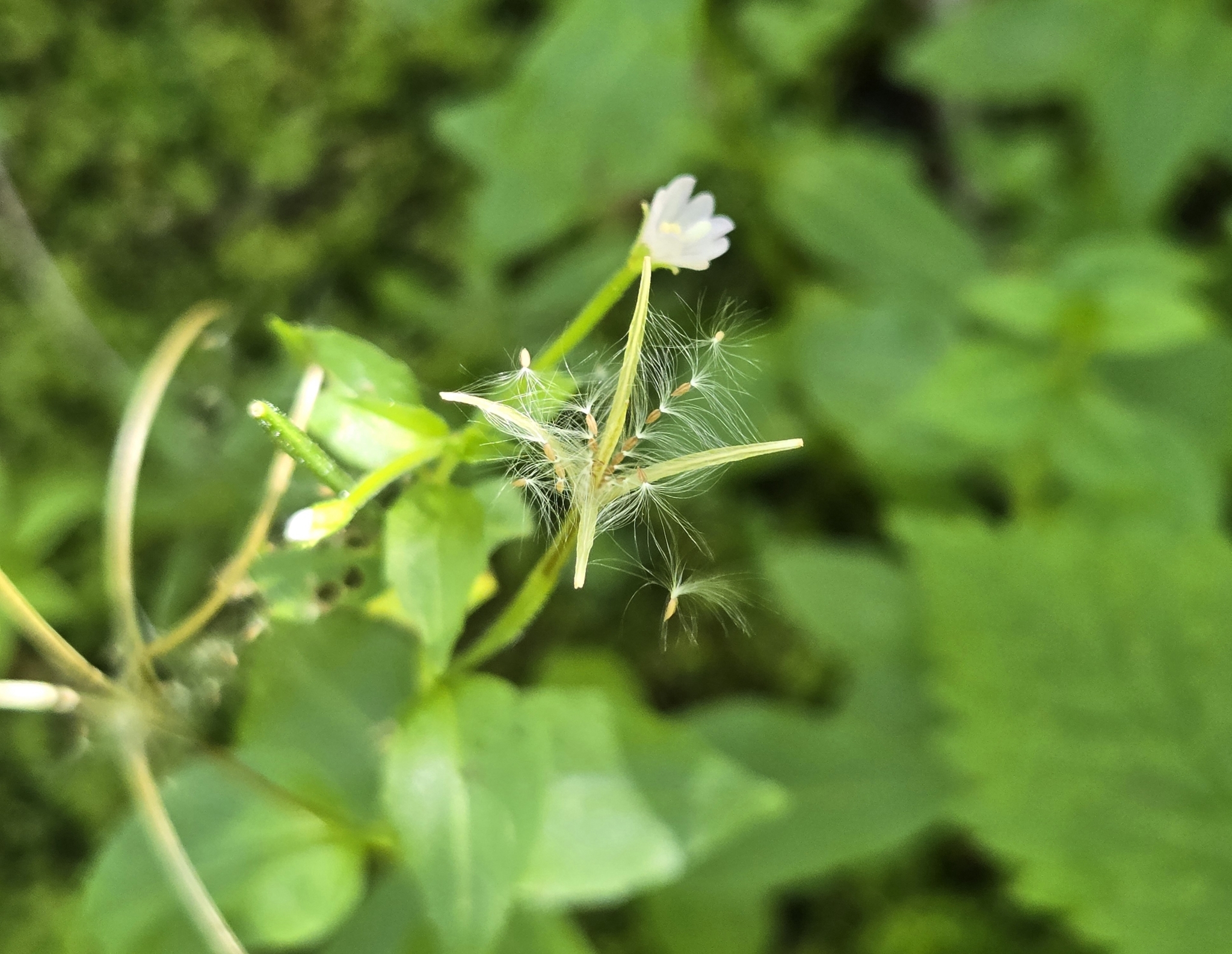 Imagem de Não há um nome popular amplamente reconhecido para "Epilobium hornemannii" no Brasil